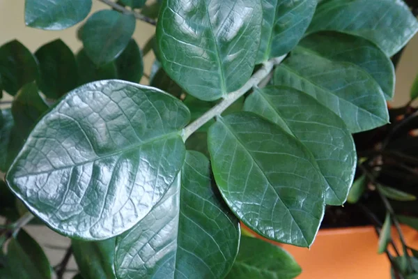 Hojas verdes de una planta decorativa de interior —  Fotos de Stock