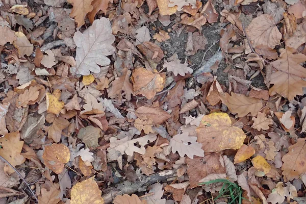 Őszi lehullott levelek a földön — Stock Fotó