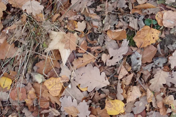 Jesienne liście spadły na ziemię — Zdjęcie stockowe