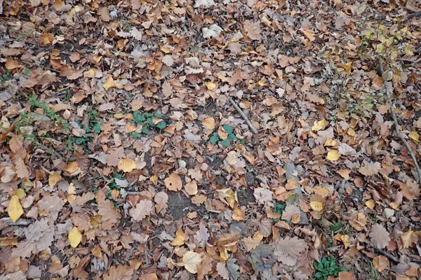 Outono caído folhas no chão — Fotografia de Stock