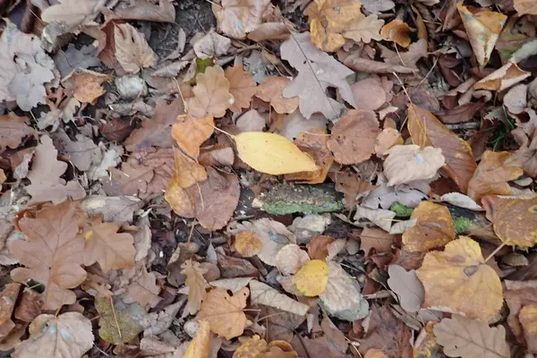Autumn fallen leaves on the ground — Stock Photo, Image