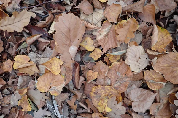 Outono caído folhas no chão — Fotografia de Stock