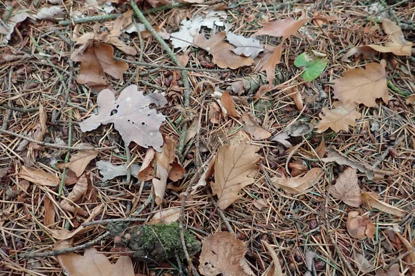 Yere düşen sonbahar yaprakları — Stok fotoğraf