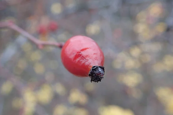 Hip rose branch with fruit in the autumn — Stock Photo, Image