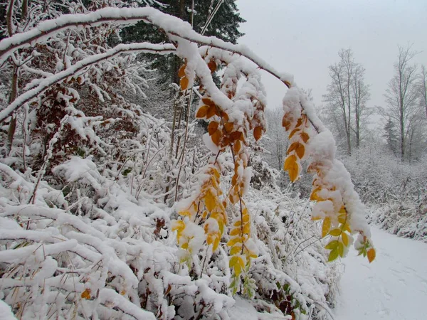 冬の初めに冷凍の枝 — ストック写真