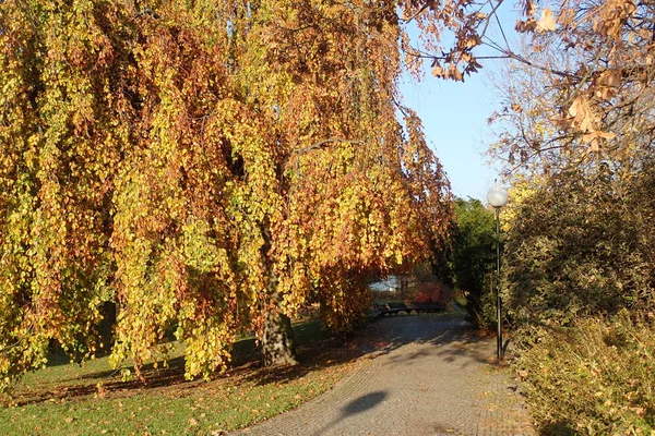 Hermoso Otoño Vívido Colorido Parque — Foto de Stock