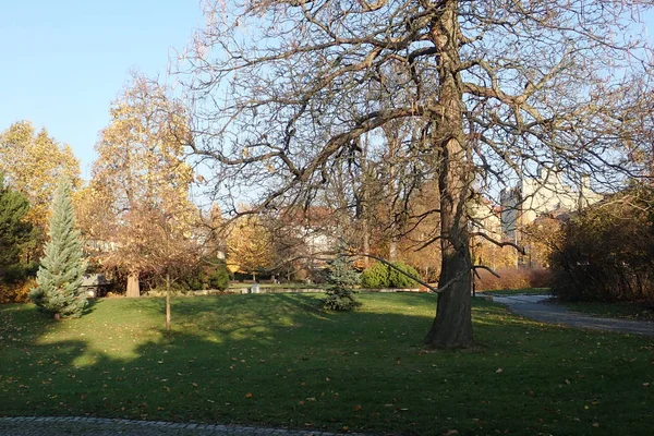 Živé Krásné Podzimní Barevné Parku — Stock fotografie