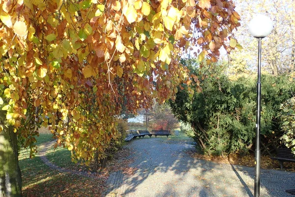 Ein Lebendiger Schöner Herbst Einem Bunten Park — Stockfoto