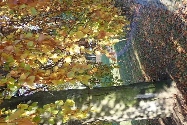 一个生动美丽的秋天在一个五颜六色的公园 — 图库照片