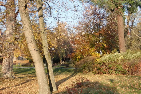 Renkli Bir Parkta Bir Canlı Güzel Sonbahar — Stok fotoğraf