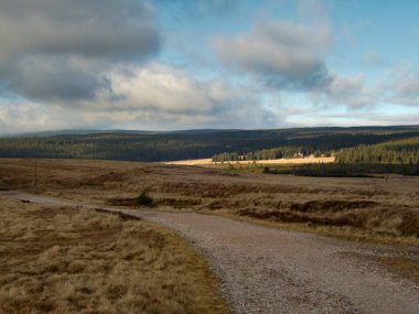 güzel bir ormandaki bir sonbahar sezon