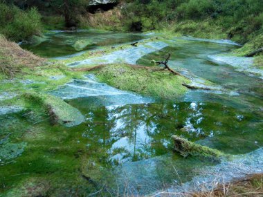 güzel bir ormandaki bir sonbahar sezon