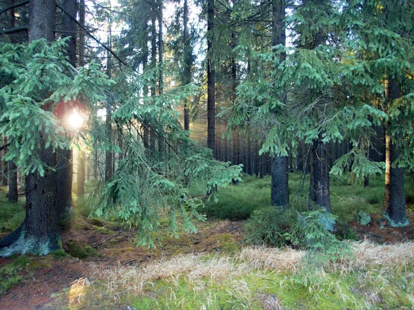 Une Saison Automne Dans Une Belle Forêt — Photo