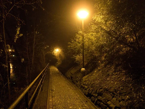 Une Nuit Hiver Fraîche Dans Parc Illuminé Befora Christmass — Photo