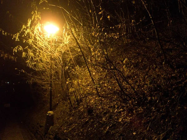 Egy Hideg Téli Éjszakán Egy Megvilágított Park Befora Karácsonyi — Stock Fotó