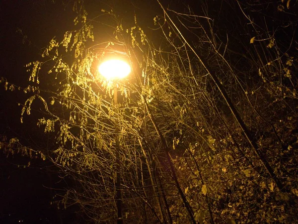 Een Koude Winternacht Een Verlichte Park Befora Kerst — Stockfoto