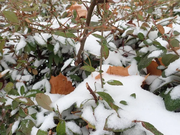 Dettaglio Ramo Con Neve Inverno — Foto Stock