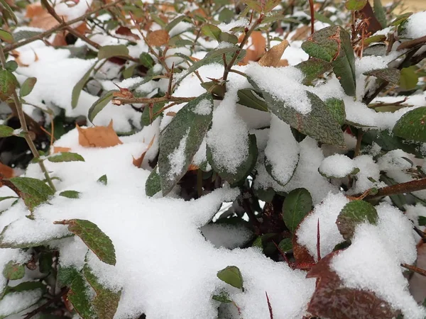 Dettaglio Ramo Con Neve Inverno — Foto Stock