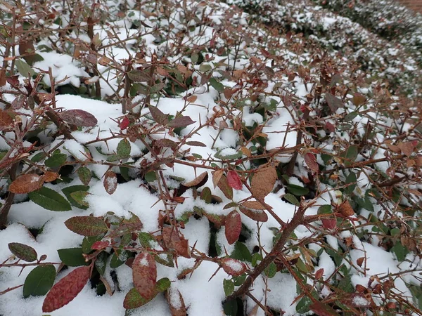 Dettaglio Ramo Con Neve Inverno — Foto Stock