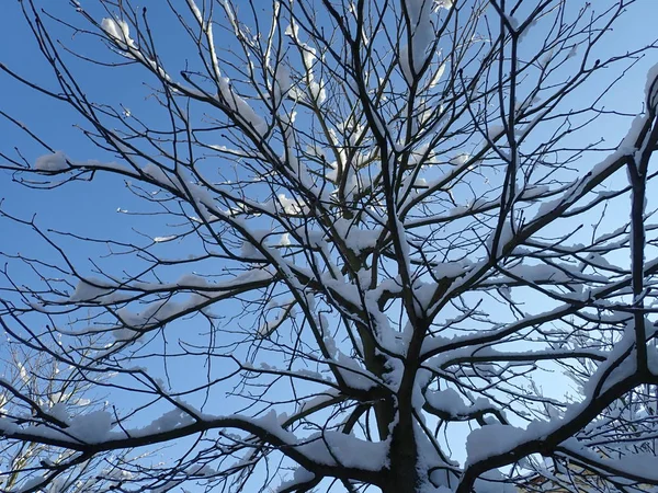 Detalle Hermoso Árbol Invierno Con Nieve Las Ramas Día Soleado — Foto de Stock