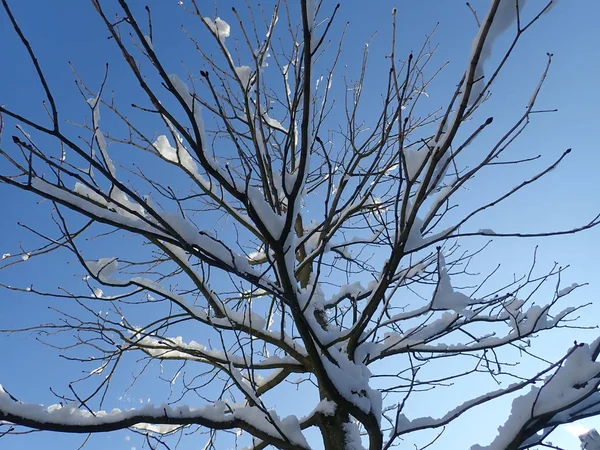 晴れた日に美しい冬の枝に積もった雪とツリーを詳細します — ストック写真