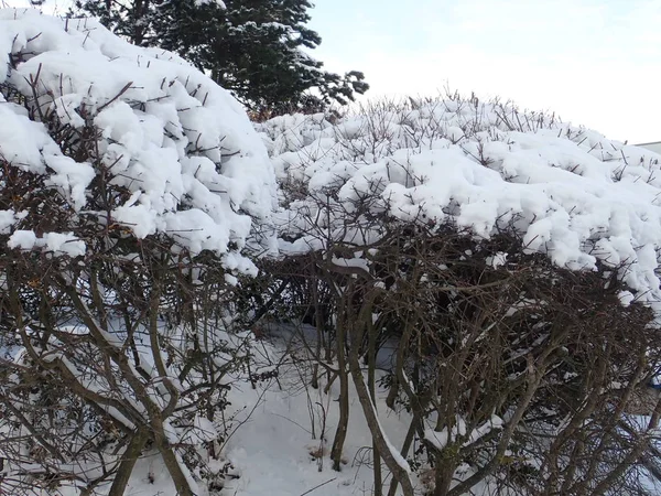 晴れた日に美しい冬の枝に積もった雪とツリーを詳細します — ストック写真