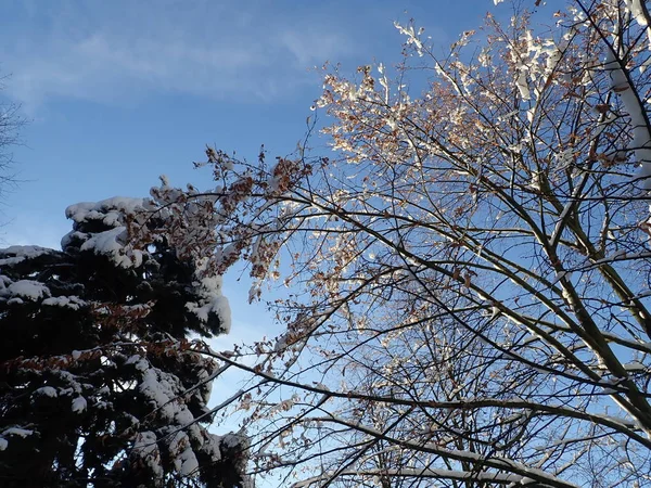 Detalle Hermoso Árbol Invierno Con Nieve Las Ramas Día Soleado — Foto de Stock