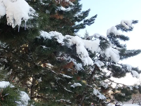 晴れた日に美しい冬の枝に積もった雪とツリーを詳細します — ストック写真