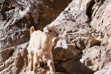todra gorge Fas Afrika goatr sürüsü