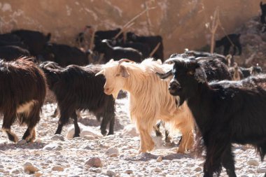 todra gorge Fas Afrika goatr sürüsü