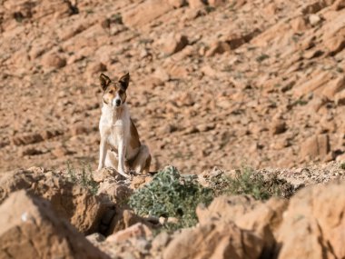 bir çölde tek köpek kayalar