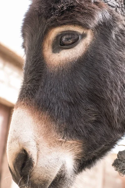 Detalle Burro Marrón Oscuro Campo — Foto de Stock