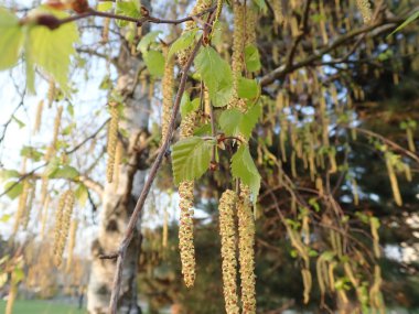   bir çiçeği güzel bahar doğa