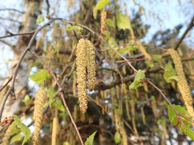   bir çiçeği güzel bahar doğa