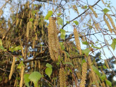   bir çiçeği güzel bahar doğa