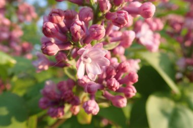   bir çiçeği güzel bahar doğa
