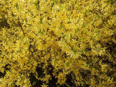   bir çiçeği güzel bahar doğa