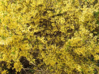   bir çiçeği güzel bahar doğa