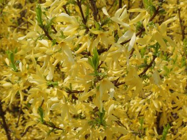   bir çiçeği güzel bahar doğa