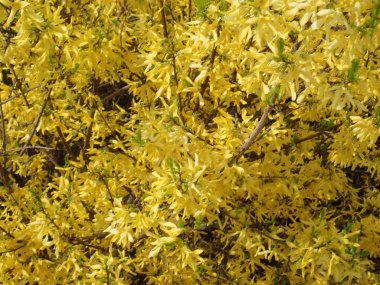   bir çiçeği güzel bahar doğa