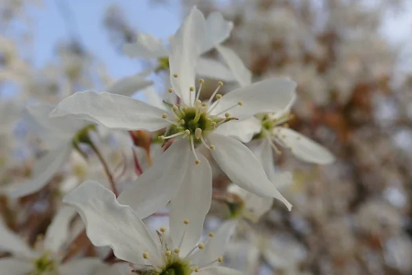 Schöne Frühlingsnatur in einer Blüte — Stockfoto
