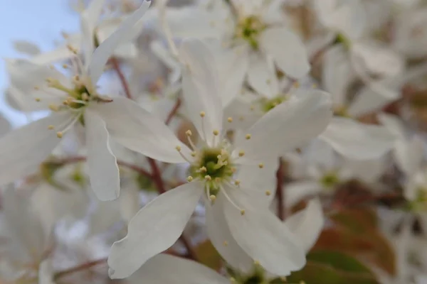 花の中の美しい春の自然 — ストック写真