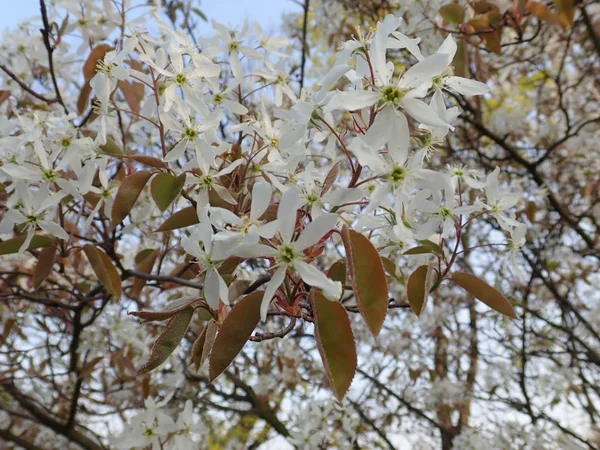 花の中の美しい春の自然 — ストック写真