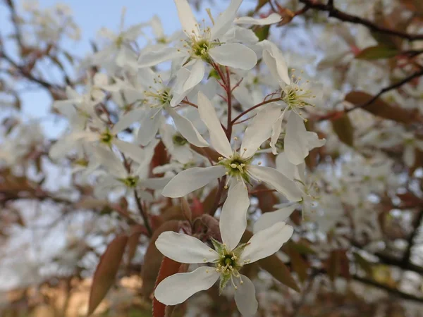 Bela natureza de primavera em uma flor — Fotografia de Stock