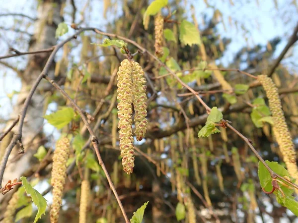   bir çiçeği güzel bahar doğa