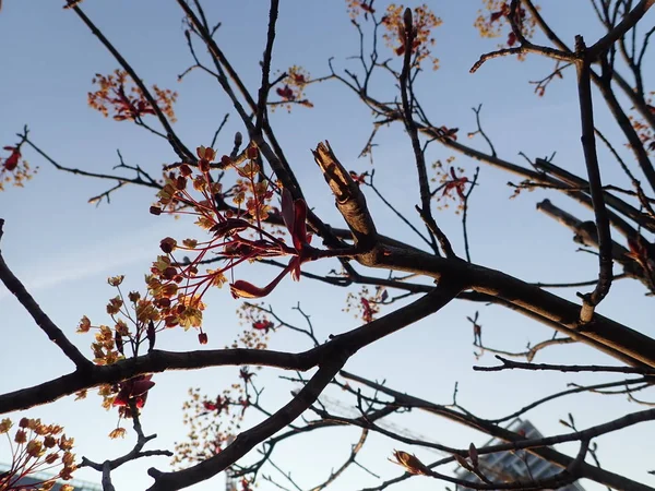 Schöne Frühlingsnatur in einer Blüte — Stockfoto