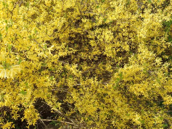   bir çiçeği güzel bahar doğa