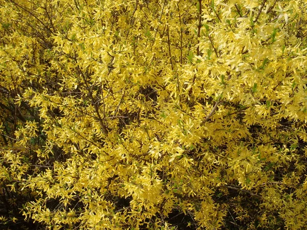 Bela natureza de primavera em uma flor — Fotografia de Stock