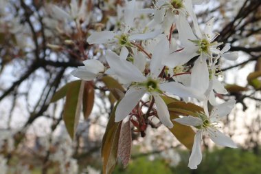   bir çiçeği güzel bahar doğa