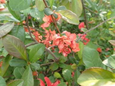 bir çiçek güzel bahar ağacı